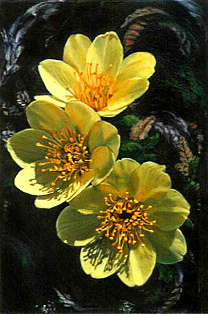 Wild Yellow