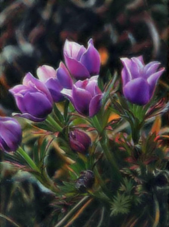 Wild Anemones