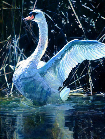 First Swan